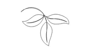 Apple leaf sprig a