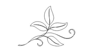 Apple leaf sprig c